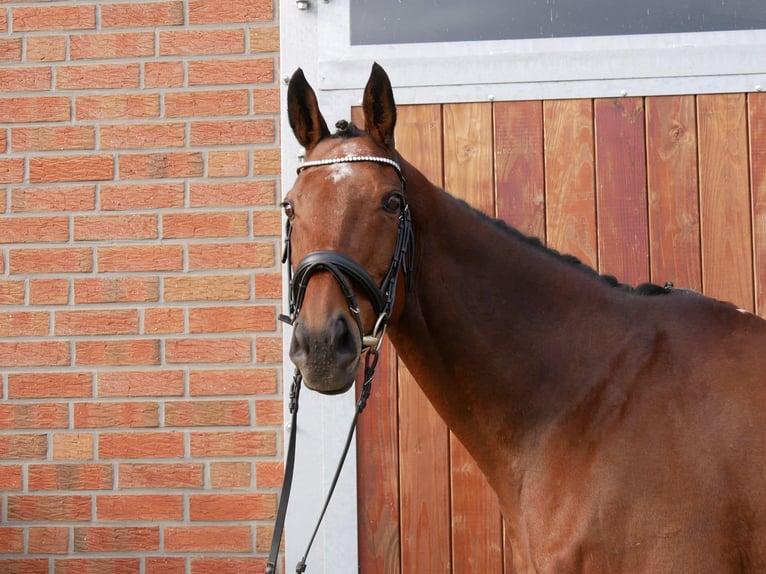 Caballo de deporte irlandés Caballo castrado 13 años 163 cm in Dorsten