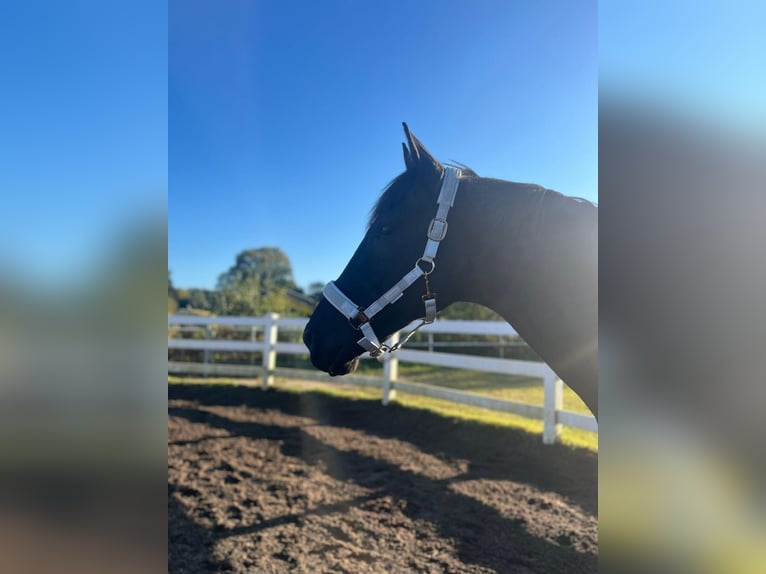 Caballo de deporte irlandés Caballo castrado 13 años 163 cm Negro in Breiholz
