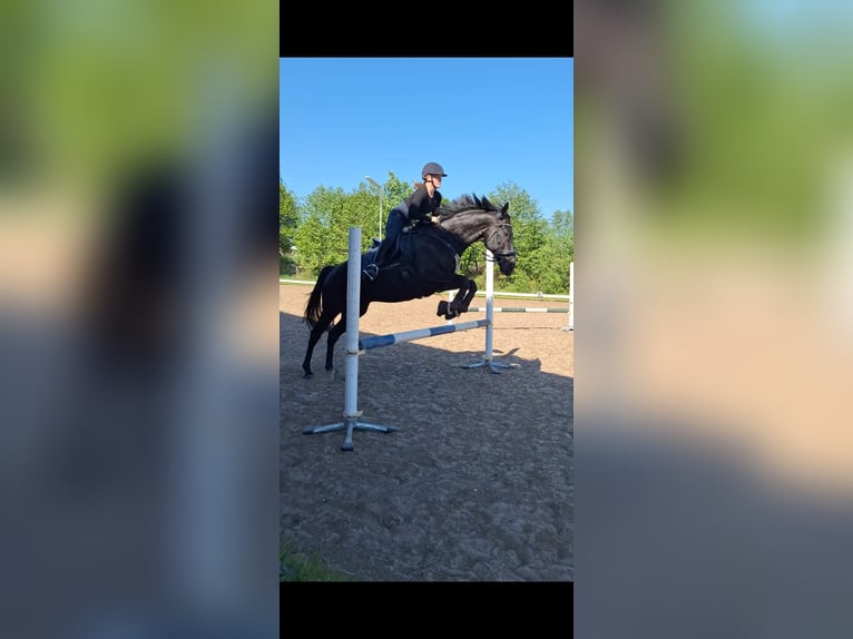 Caballo de deporte irlandés Caballo castrado 13 años 163 cm Negro in Breiholz