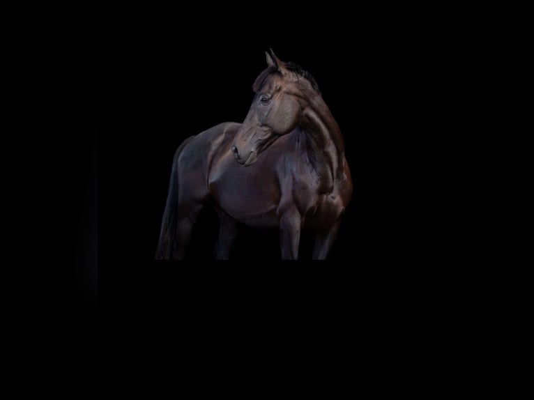 Caballo de deporte irlandés Caballo castrado 13 años 163 cm Negro in Breiholz