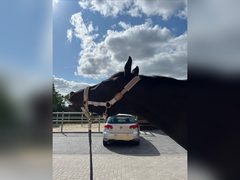 Caballo de deporte irlandés Caballo castrado 13 años 163 cm Negro in Breiholz
