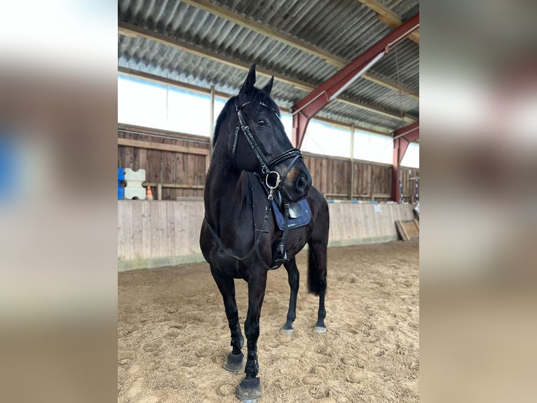 Caballo de deporte irlandés Caballo castrado 13 años 163 cm Negro in Breiholz