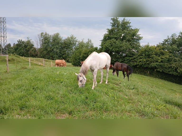 Caballo de deporte irlandés Mestizo Caballo castrado 13 años 164 cm Tordo in Roßhaupten