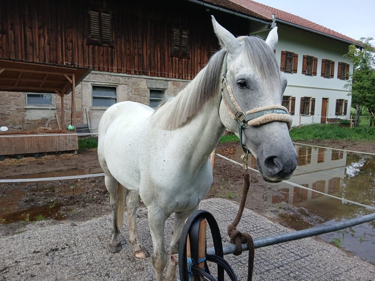 Caballo de deporte irlandés Mestizo Caballo castrado 13 años 164 cm Tordo in Roßhaupten