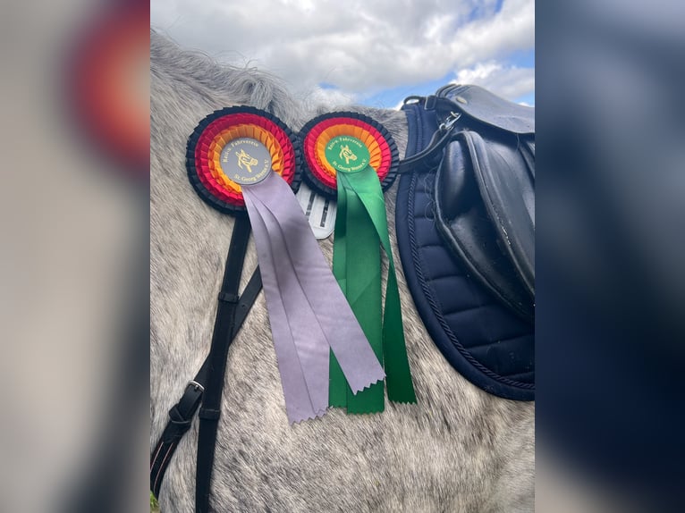 Caballo de deporte irlandés Caballo castrado 13 años 164 cm Tordo rodado in Werne