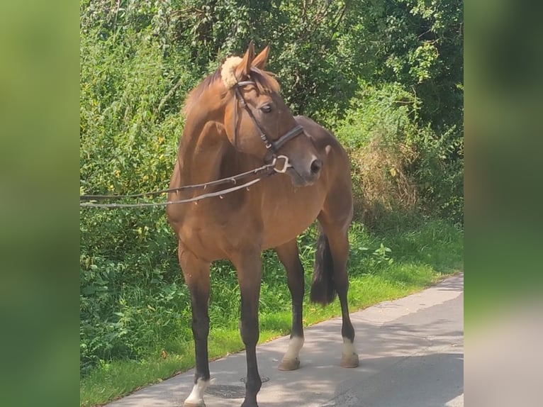 Caballo de deporte irlandés Caballo castrado 13 años 166 cm Castaño in Lage