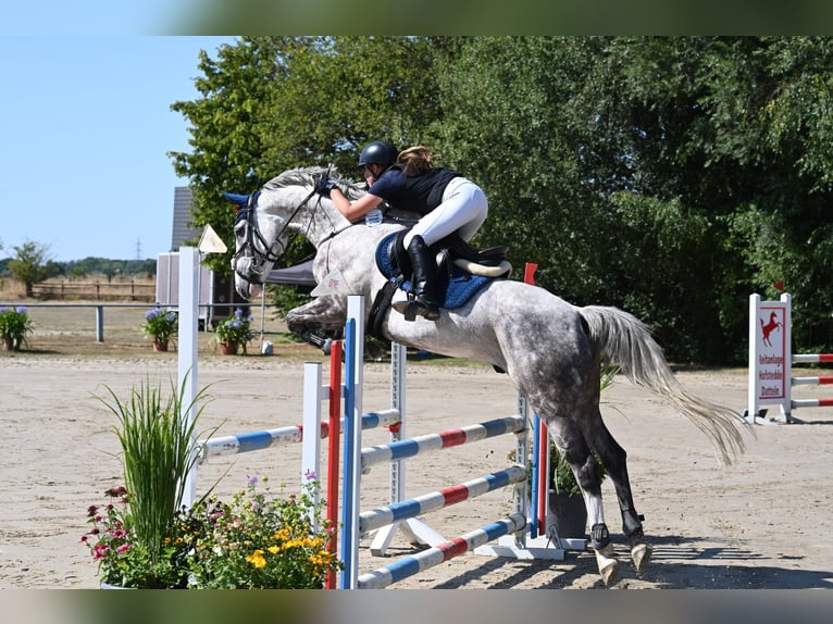 Caballo de deporte irlandés Caballo castrado 14 años 164 cm Tordo rodado in Selm