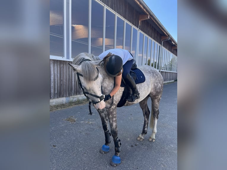Caballo de deporte irlandés Caballo castrado 14 años 164 cm Tordo rodado in Selm