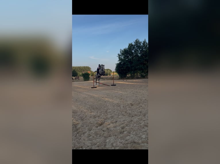 Caballo de deporte irlandés Caballo castrado 14 años 164 cm Tordo rodado in Selm