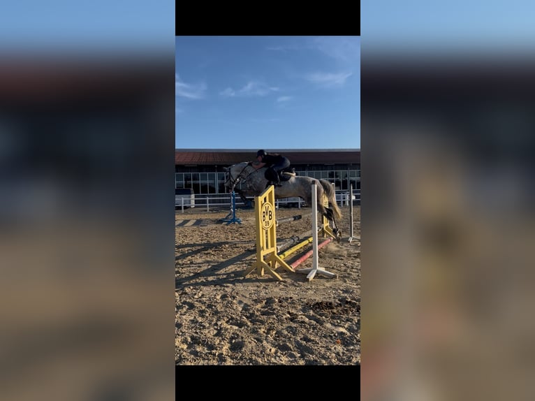 Caballo de deporte irlandés Caballo castrado 14 años 164 cm Tordo rodado in Selm