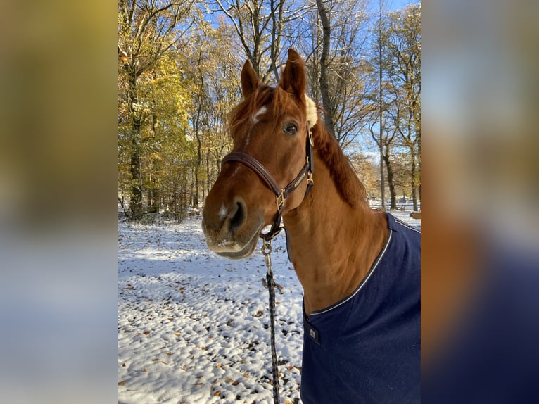 Caballo de deporte irlandés Caballo castrado 14 años 165 cm Alazán in Mainz