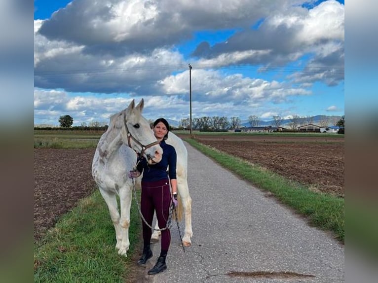 Caballo de deporte irlandés Caballo castrado 14 años 167 cm Musgo marrón in Viernheim