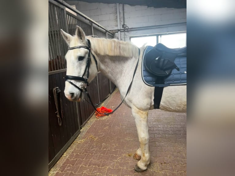 Caballo de deporte irlandés Caballo castrado 14 años 167 cm Musgo marrón in Viernheim