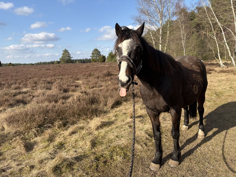 Caballo de deporte irlandés Caballo castrado 15 años 160 cm Castaño in Hanstedt
