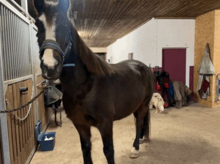 Caballo de deporte irlandés Caballo castrado 15 años 160 cm Castaño in Hanstedt