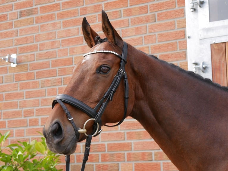 Caballo de deporte irlandés Caballo castrado 15 años 163 cm in Dorsten