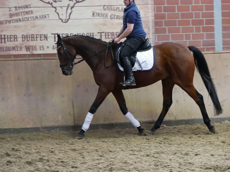 Caballo de deporte irlandés Caballo castrado 15 años 163 cm in Dorsten