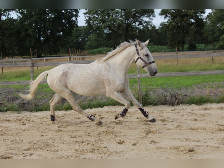 Caballo de deporte irlandés Caballo castrado 15 años 164 cm Tordo in Rhauderfehn