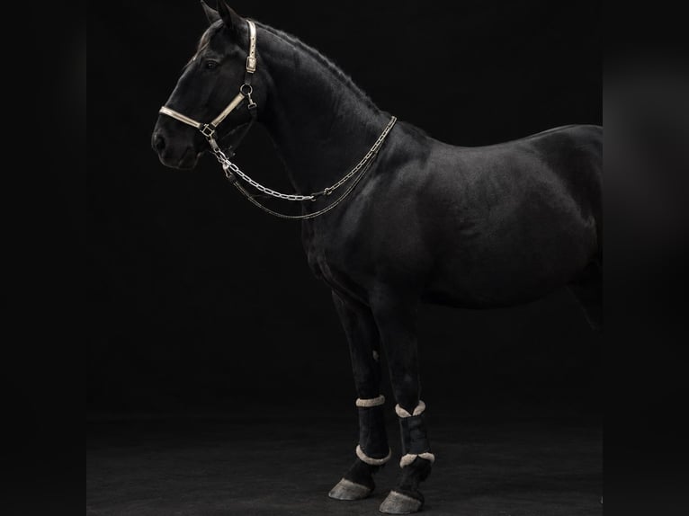Caballo de deporte irlandés Caballo castrado 15 años 165 cm Negro in Ibbenbüren