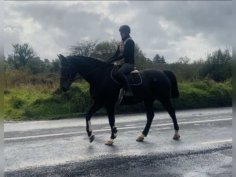 Caballo de deporte irlandés Caballo castrado 15 años 168 cm  in Sligo