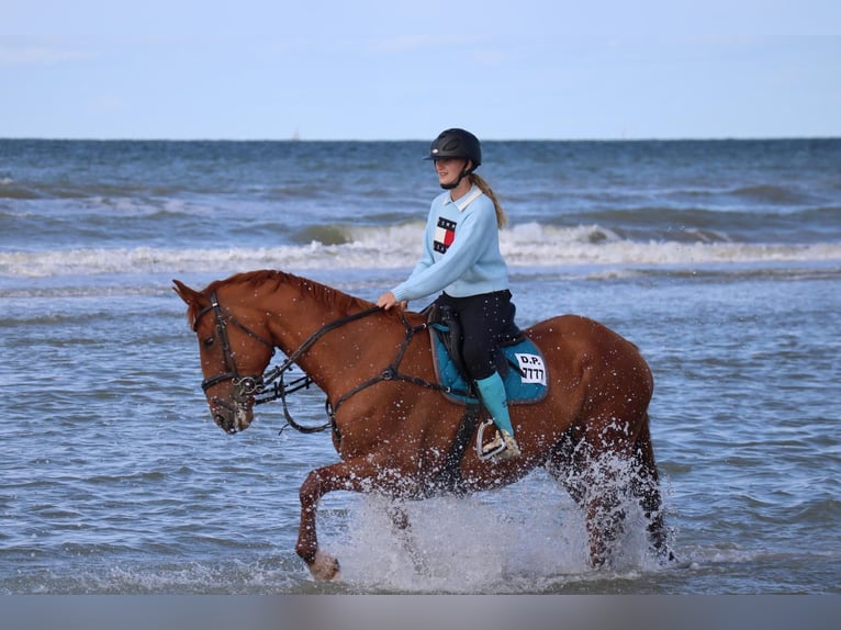 Caballo de deporte irlandés Caballo castrado 15 años 180 cm Alazán in Putte