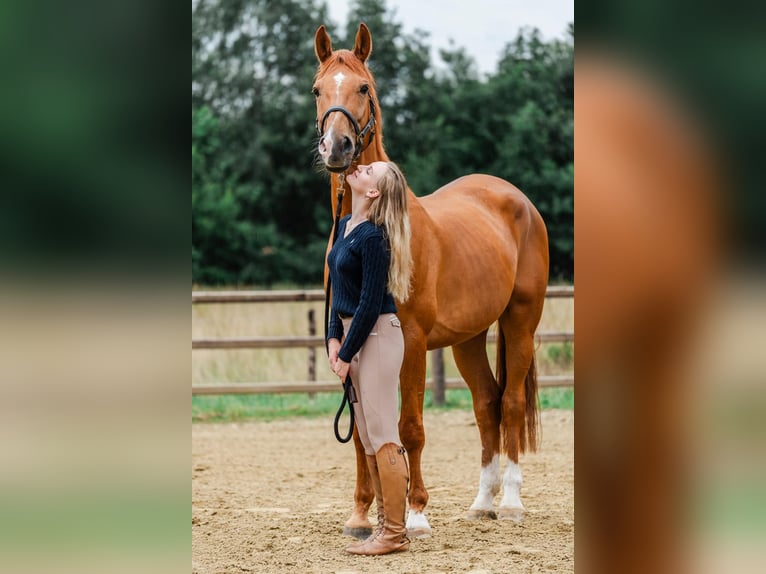 Caballo de deporte irlandés Caballo castrado 15 años 180 cm Alazán in Putte