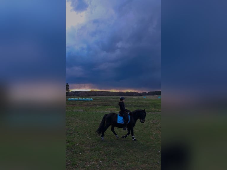 Caballo de deporte irlandés Caballo castrado 15 años Negro in Storkow