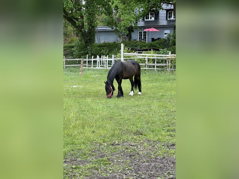 Caballo de deporte irlandés Caballo castrado 15 años Negro in Storkow