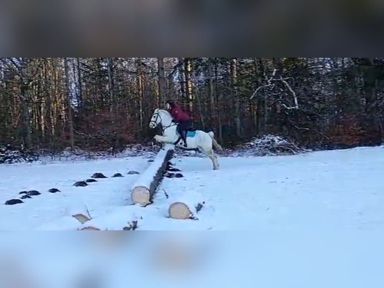 Caballo de deporte irlandés Caballo castrado 16 años 140 cm Tordo in Warngau