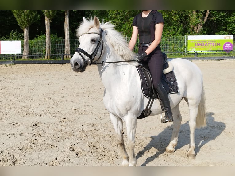 Caballo de deporte irlandés Mestizo Caballo castrado 16 años 143 cm Tordo in Lübeck