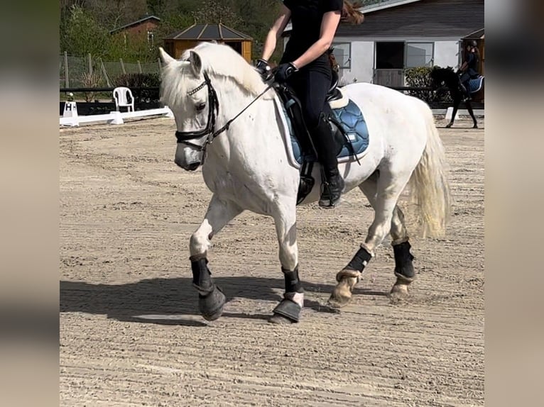 Caballo de deporte irlandés Mestizo Caballo castrado 16 años 143 cm Tordo in Lübeck