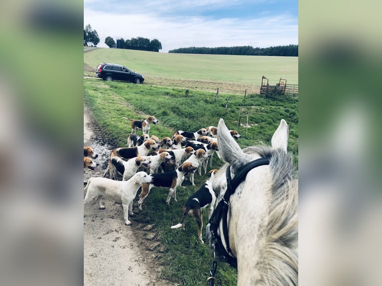 Caballo de deporte irlandés Caballo castrado 16 años 155 cm Tordo in Hilter am Teutoburger Wald