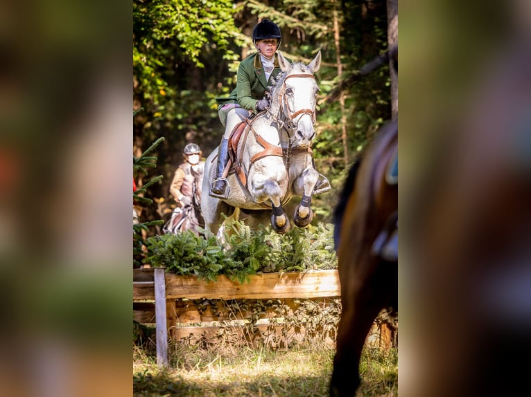 Caballo de deporte irlandés Caballo castrado 16 años 155 cm Tordo in Hilter am Teutoburger Wald