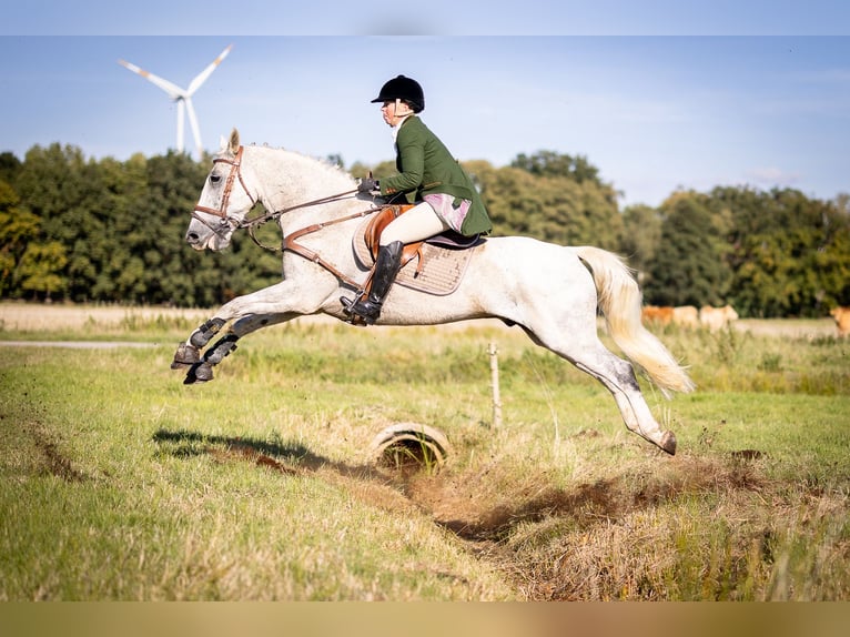 Caballo de deporte irlandés Caballo castrado 16 años 155 cm Tordo in Hilter am Teutoburger Wald