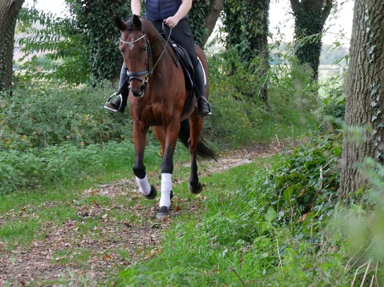 Caballo de deporte irlandés Caballo castrado 16 años 163 cm in Dorsten