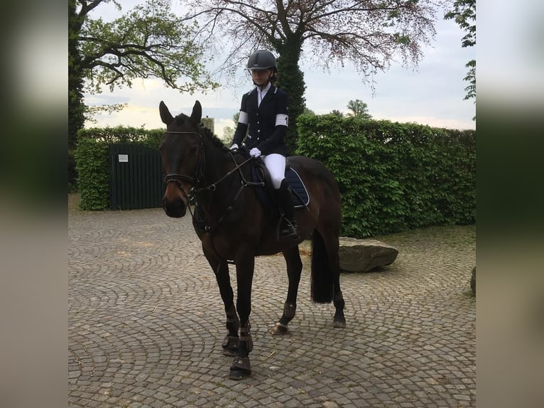 Caballo de deporte irlandés Caballo castrado 16 años 165 cm Castaño in Bielefeld