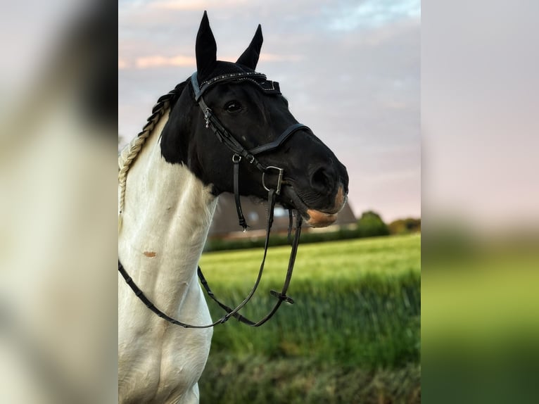 Caballo de deporte irlandés Caballo castrado 16 años 170 cm Pío in Bad Laer