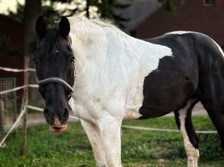 Caballo de deporte irlandés Caballo castrado 16 años 170 cm Pío in Bad Laer