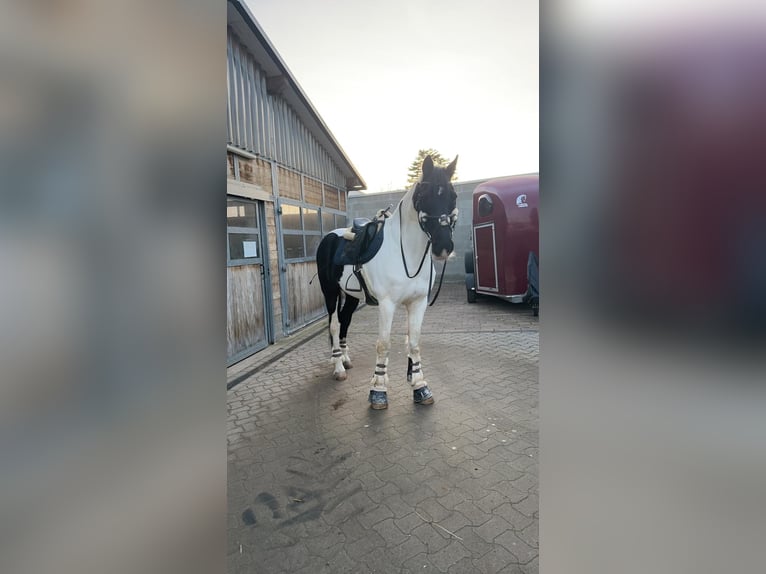 Caballo de deporte irlandés Caballo castrado 16 años 170 cm Pío in Bad Laer