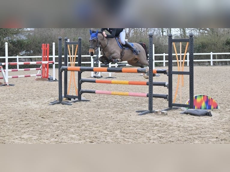 Caballo de deporte irlandés Caballo castrado 17 años 128 cm Castaño oscuro in Sligo