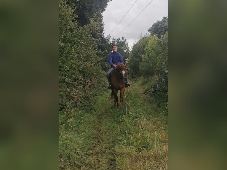 Caballo de deporte irlandés Caballo castrado 17 años 162 cm Alazán in Mayo