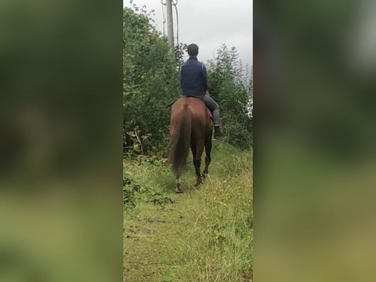 Caballo de deporte irlandés Caballo castrado 17 años 162 cm Alazán in Mayo