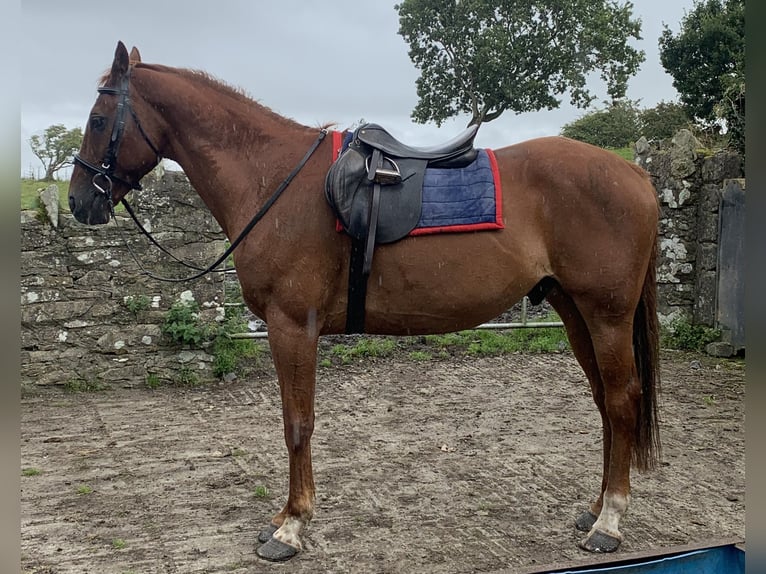 Caballo de deporte irlandés Caballo castrado 17 años 162 cm Alazán in Mayo