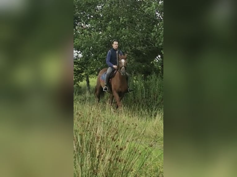 Caballo de deporte irlandés Caballo castrado 17 años 162 cm Alazán in Mayo