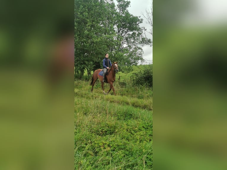 Caballo de deporte irlandés Caballo castrado 17 años 162 cm Alazán in Mayo