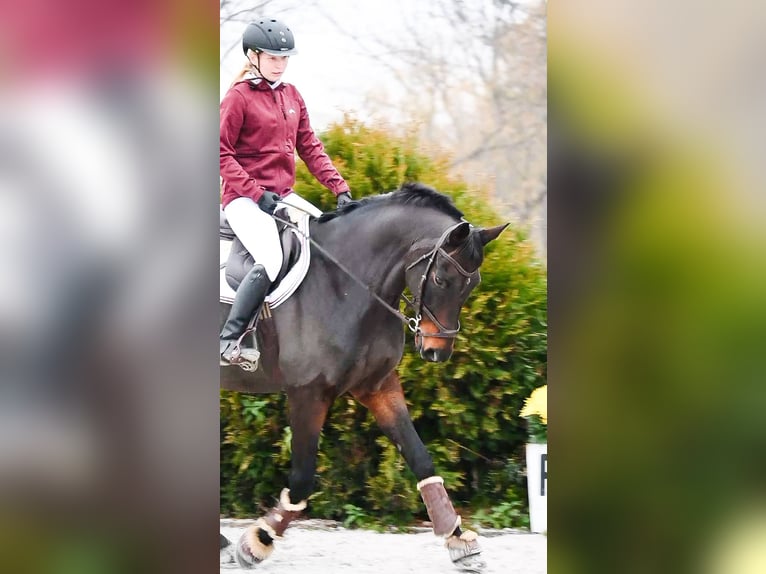 Caballo de deporte irlandés Caballo castrado 17 años 163 cm Castaño oscuro in Lubin