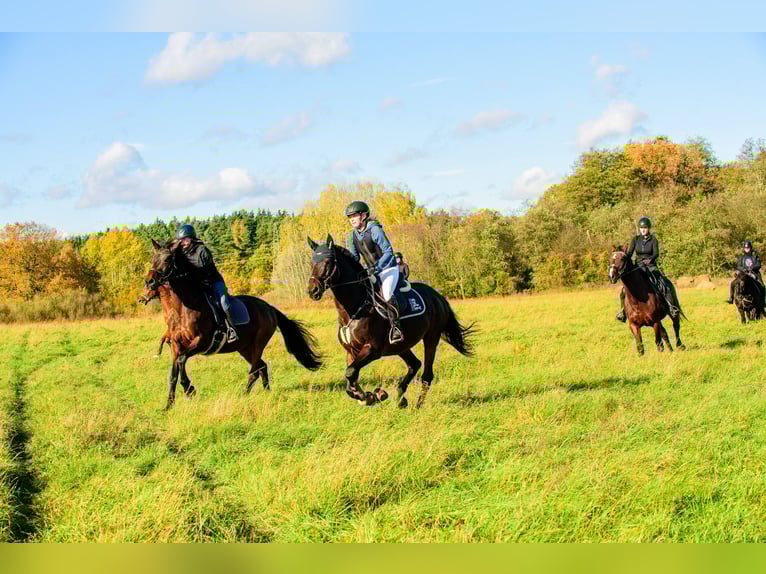 Caballo de deporte irlandés Caballo castrado 17 años 163 cm Castaño oscuro in Lubin