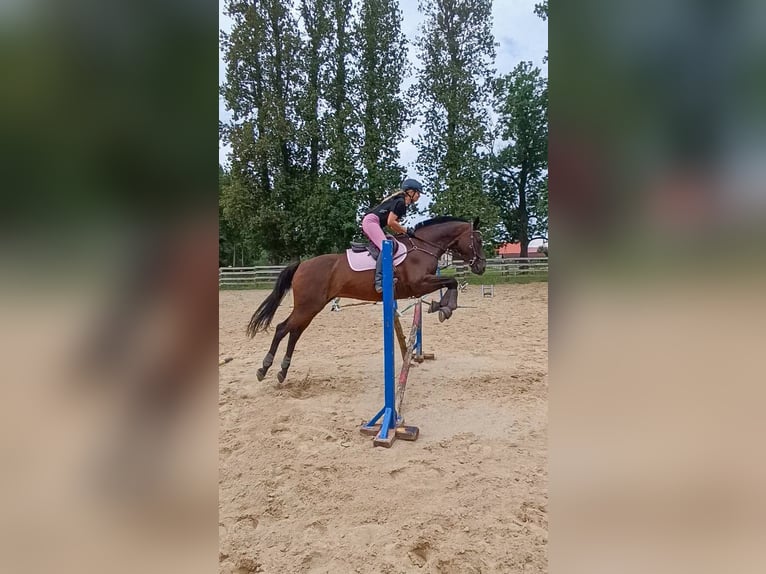 Caballo de deporte irlandés Caballo castrado 17 años 163 cm Castaño oscuro in Lubin