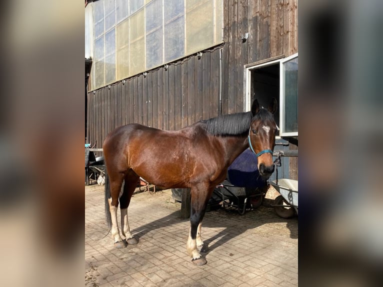 Caballo de deporte irlandés Caballo castrado 18 años 158 cm Castaño in Völklingen