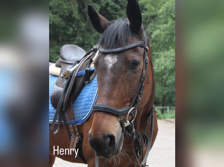 Caballo de deporte irlandés Caballo castrado 18 años 158 cm Castaño in Völklingen